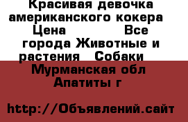 Красивая девочка американского кокера › Цена ­ 35 000 - Все города Животные и растения » Собаки   . Мурманская обл.,Апатиты г.